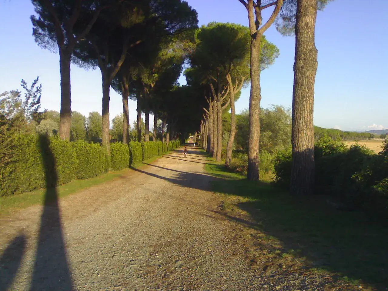 Viale alberato con pini marittimi, un sentiero sterrato e siepi verdi, che ricorda le antiche cascine di tavola.