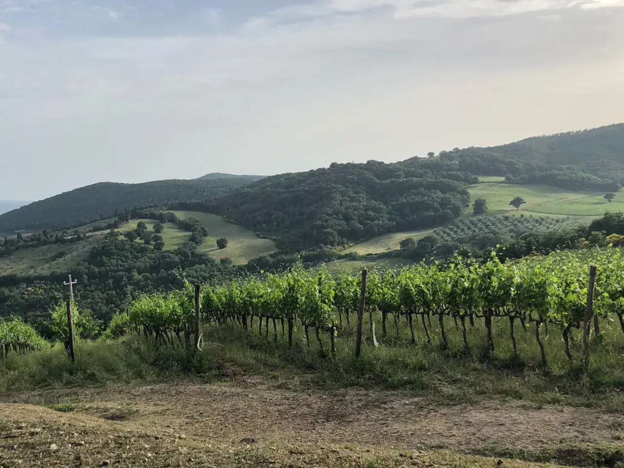 Vigneti rigogliosi sui dolci pendii toscani, con ulivi e boschi sullo sfondo. Un paesaggio da cartolina, tipico dei **Baricci Montalcino**.