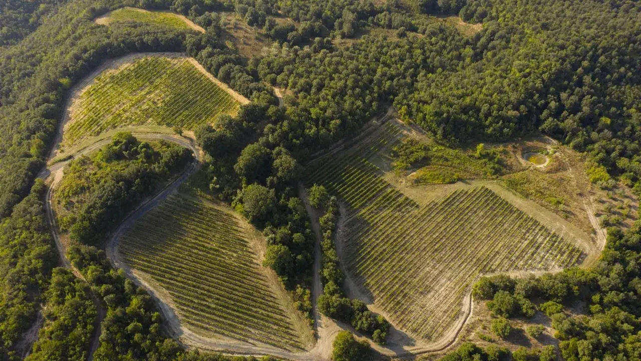 Vigneti terrazzati su un colle boscoso, con un piccolo stagno. Un paesaggio che evoca la bellezza di Monterufoli Caselli.