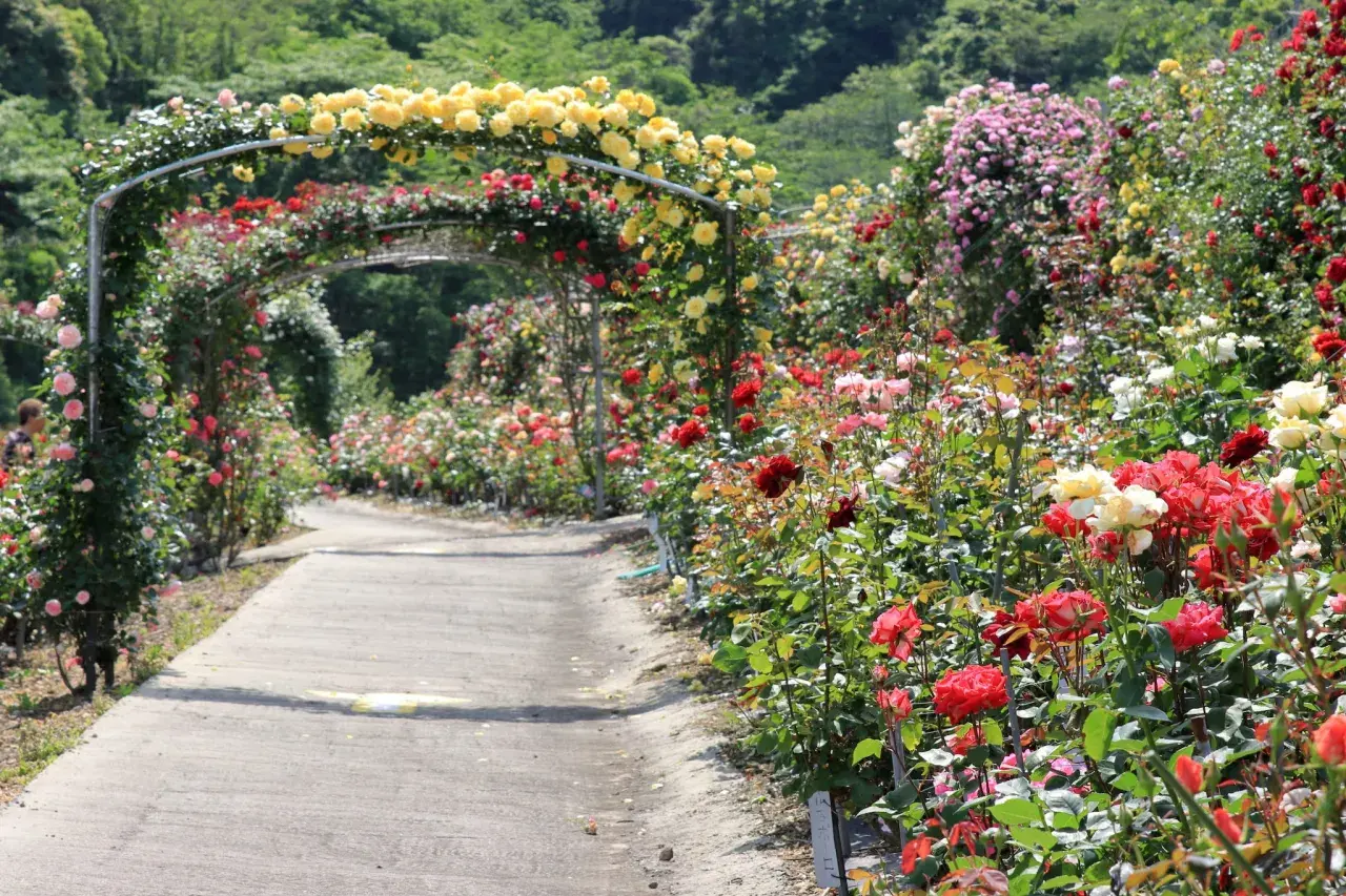 Un sentiero fiorito tra archi di rose gialle e rosse, un'oasi di colori e profumi. Cavriglia cosa vedere: questo giardino incantevole!