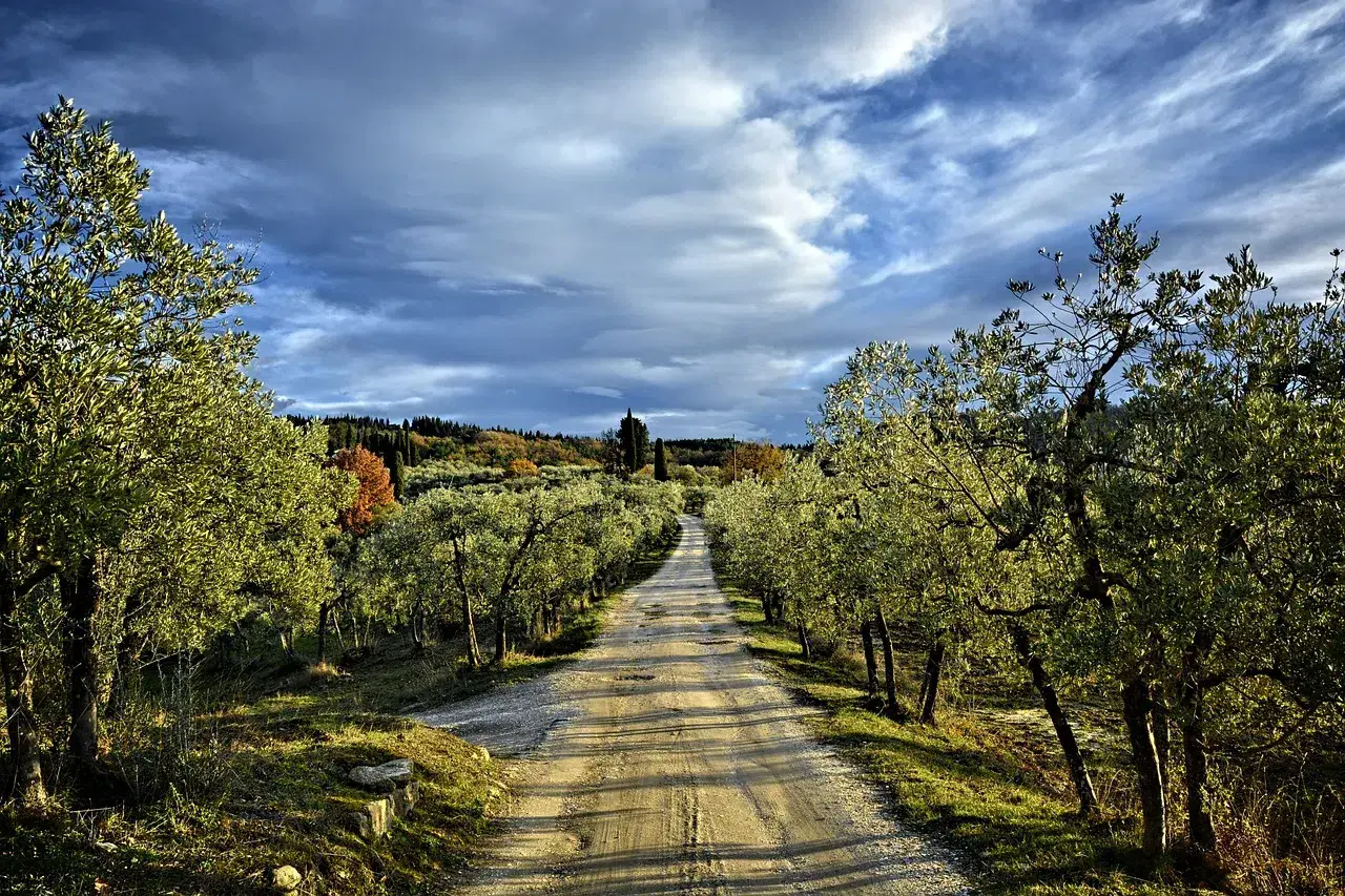 Strada sterrata tra ulivi, un invito a scoprire le tappe della Via Romea Sanese sotto un cielo drammatico.