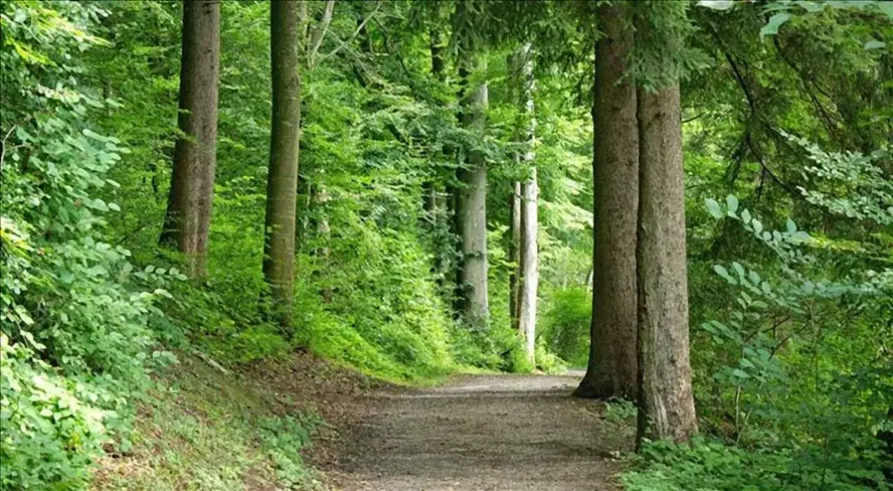 Sentiero nella foresta di Sant'Antonio, tra alberi secolari e vegetazione lussureggiante.