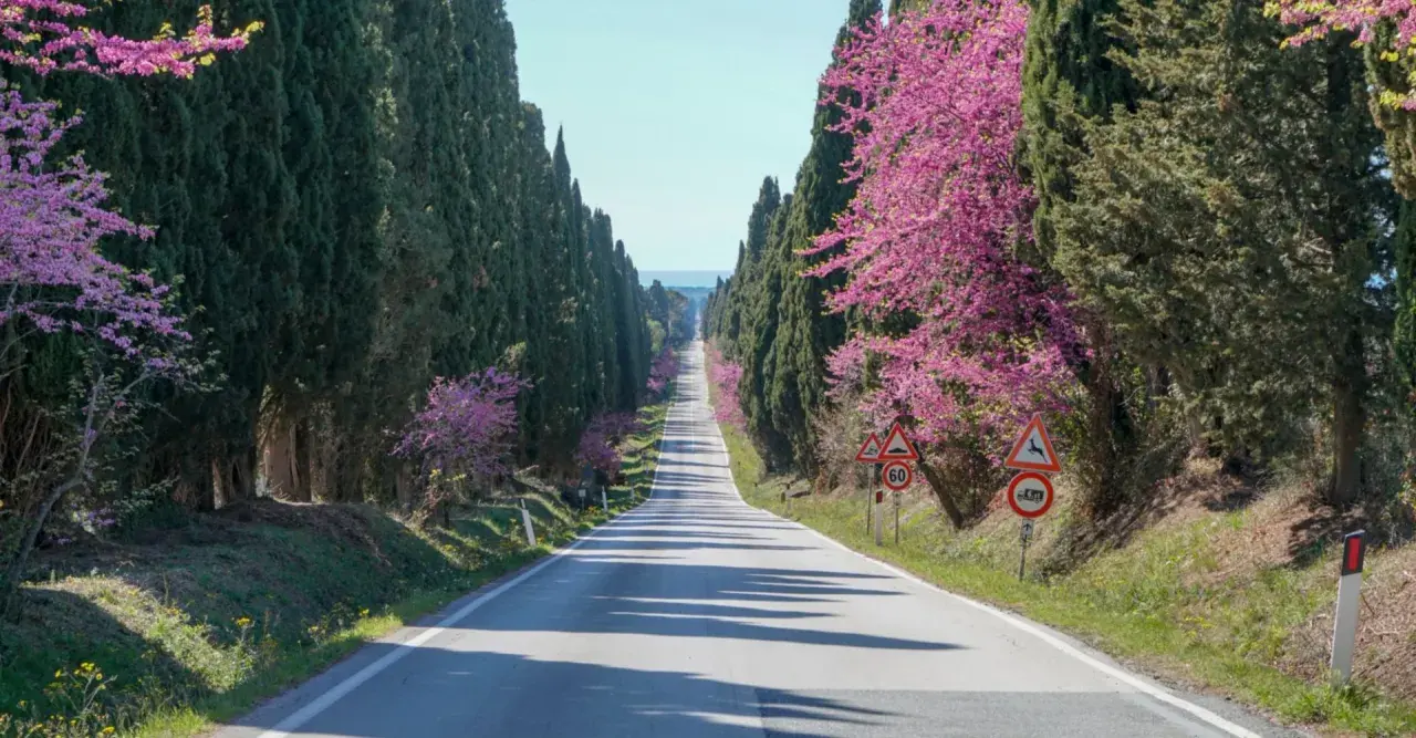 Un suggestivo viale dei cipressi fiancheggiato da alberi in fiore rosa acceso, con una strada che si perde all'orizzonte.