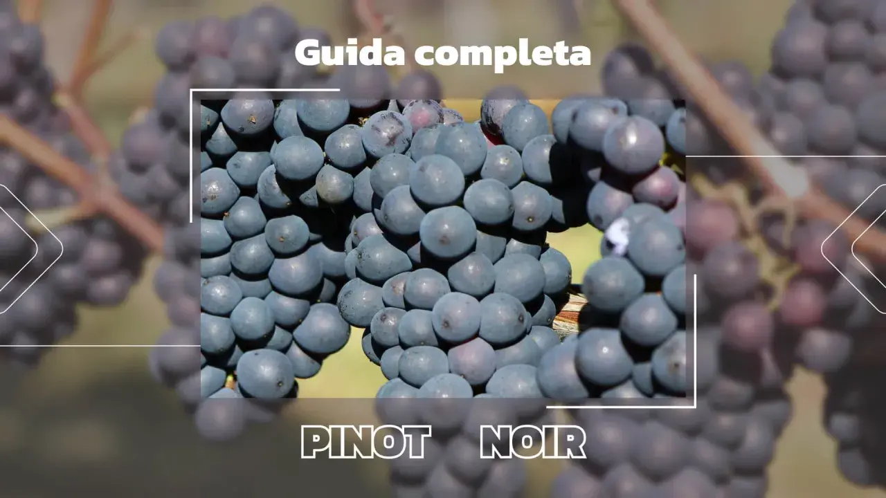 Grappoli di Pinot Noir, perfetti per il miglior Pinot Nero italiano. Guida completa.