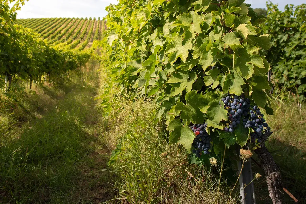 Uva matura nei vigneti di Villa Travignoli, con filari ordinati che si estendono all'orizzonte.
