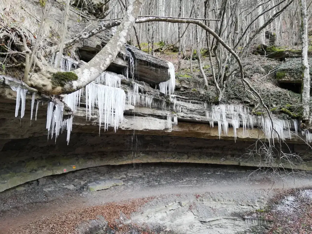 Ghiaccioli pendono da una roccia a Palazzuolo sul Senio, con alberi spogli e un sentiero sottostante.