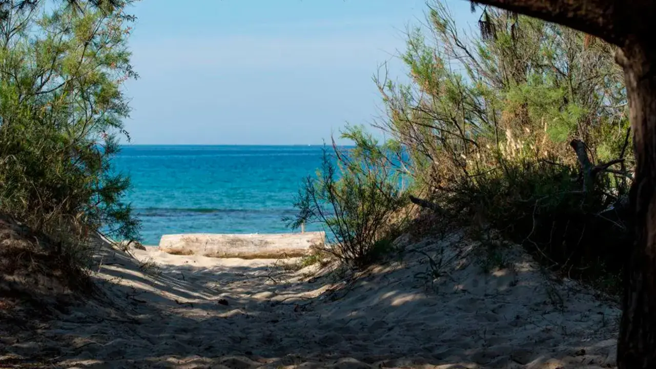 Sentiero sabbioso tra la vegetazione verso il mare turchese, uno dei scorci delle marina di bibbona spiagge pi&ugrave; belle.