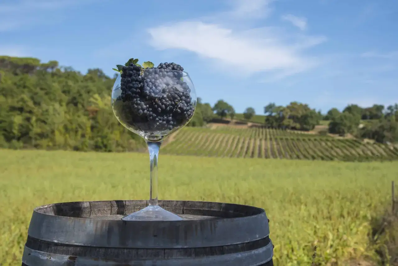 Grappoli di pinot nero mugello in un calice su una botte, con vigneti sullo sfondo.