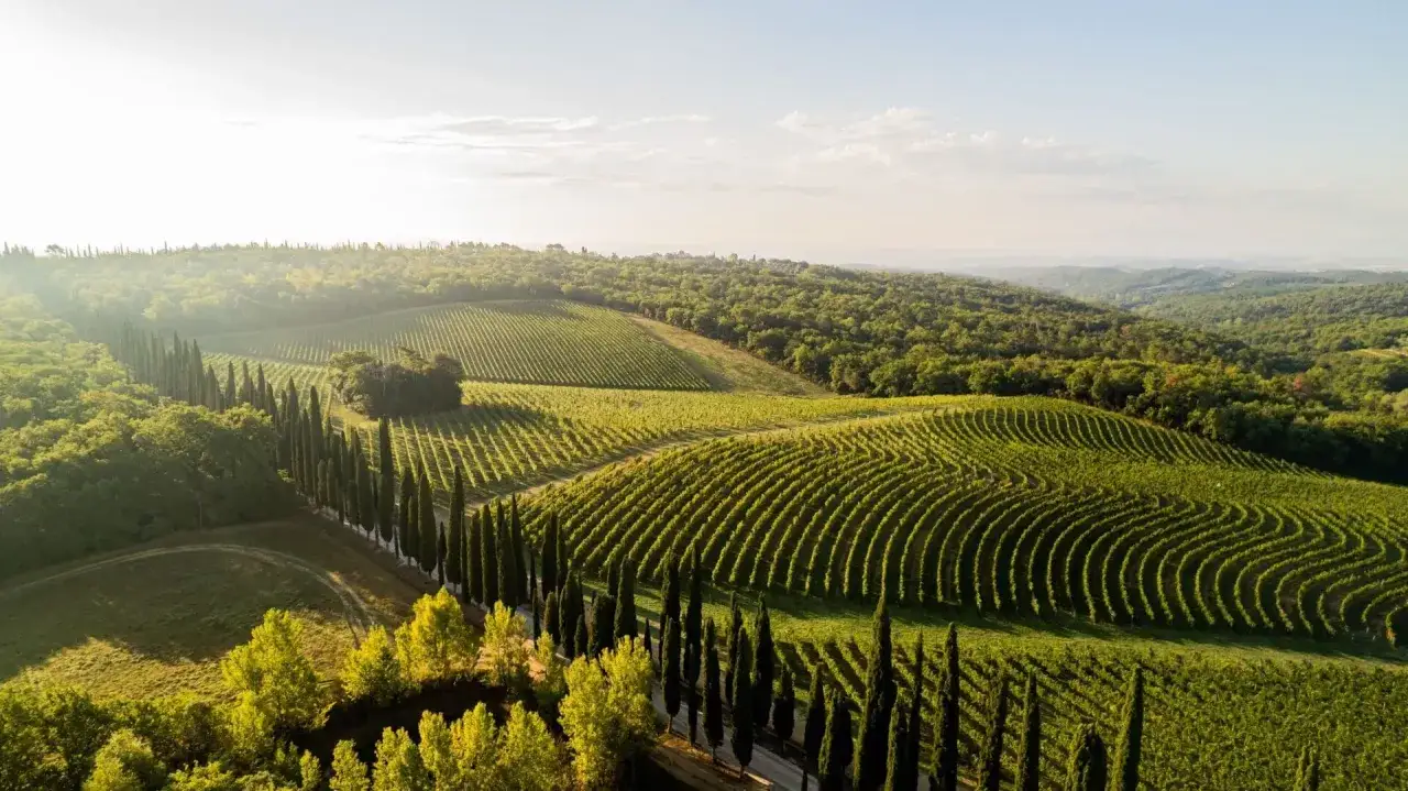 Colline toscane con filari di vigneti e cipressi, un paesaggio da cartolina che evoca la best winery in Tuscany.