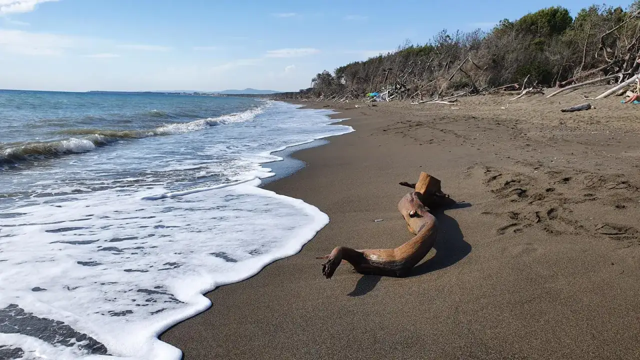 Legno sulla spiaggia di Marina di Cecina, ideale per una passeggiata nel centro storico.