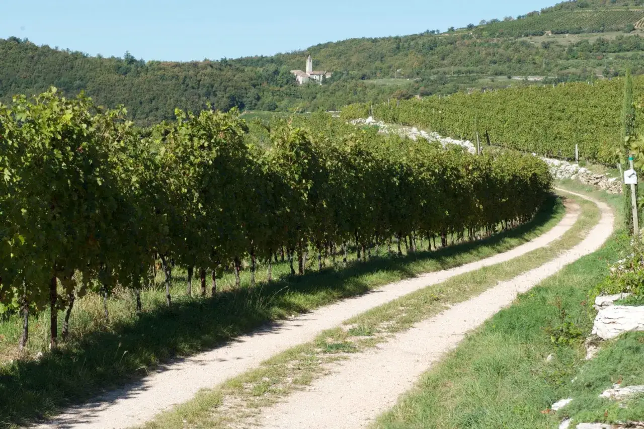 Vigneti rigogliosi circondano una strada sterrata che sale verso la Villa San Pietro winery, con un campanile in lontananza.