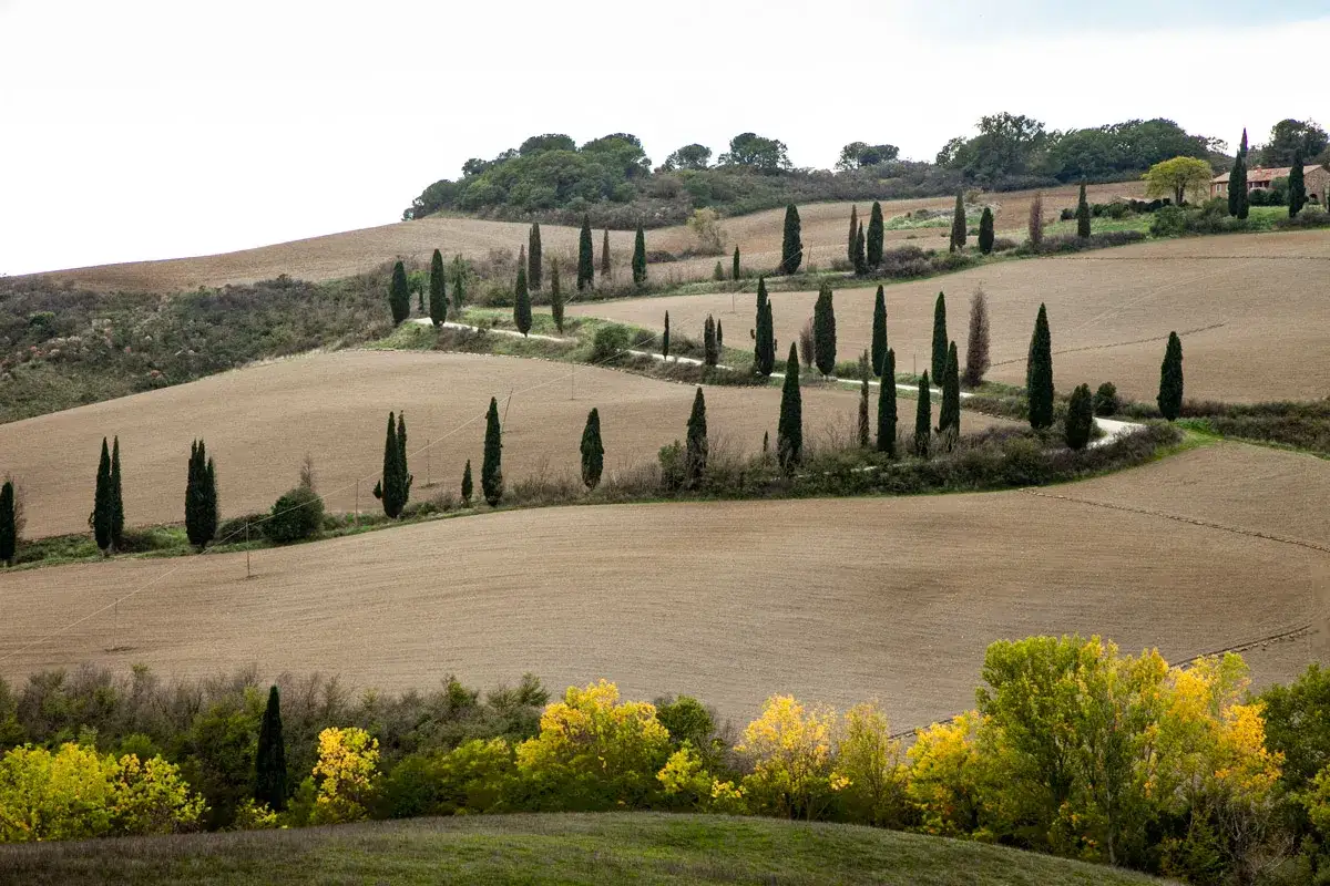 Colline ondulate con cipressi che segnano un sentiero tortuoso, tipico paesaggio della campagna tra Pienza e Siena.