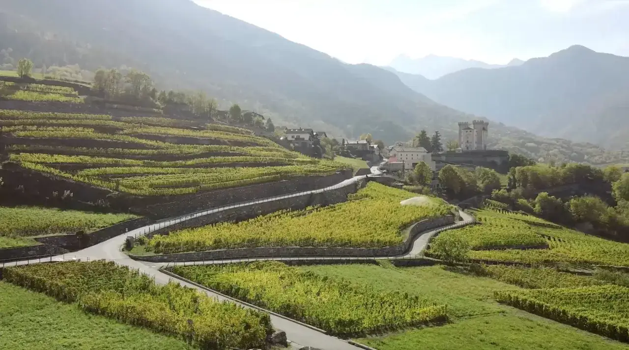Terrazzamenti viticoli con un castello in lontananza, un paesaggio che evoca il miglior Pinot Nero italiano.