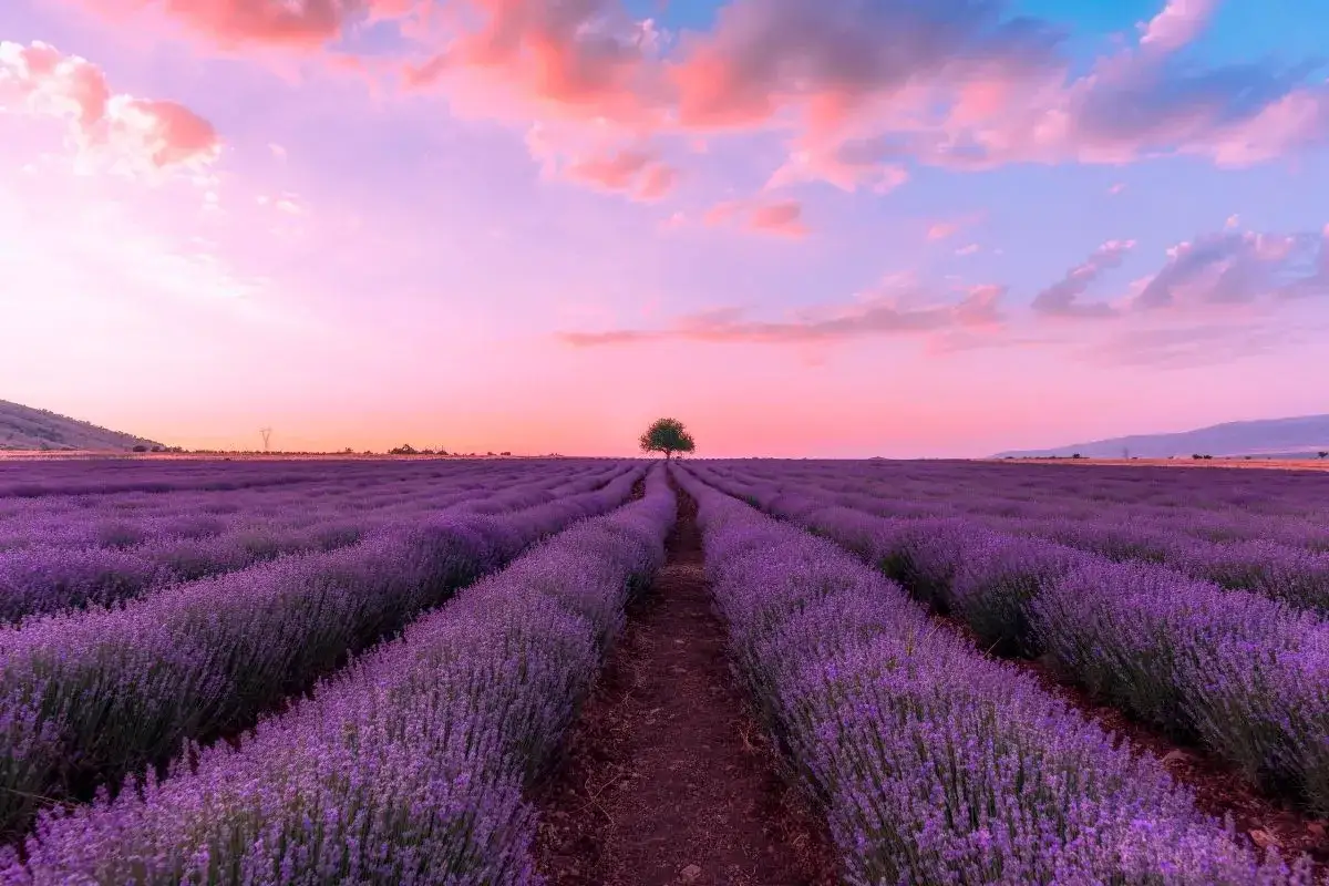 Campi di lavanda in Toscana al tramonto, con un cielo rosa e viola e un albero solitario.