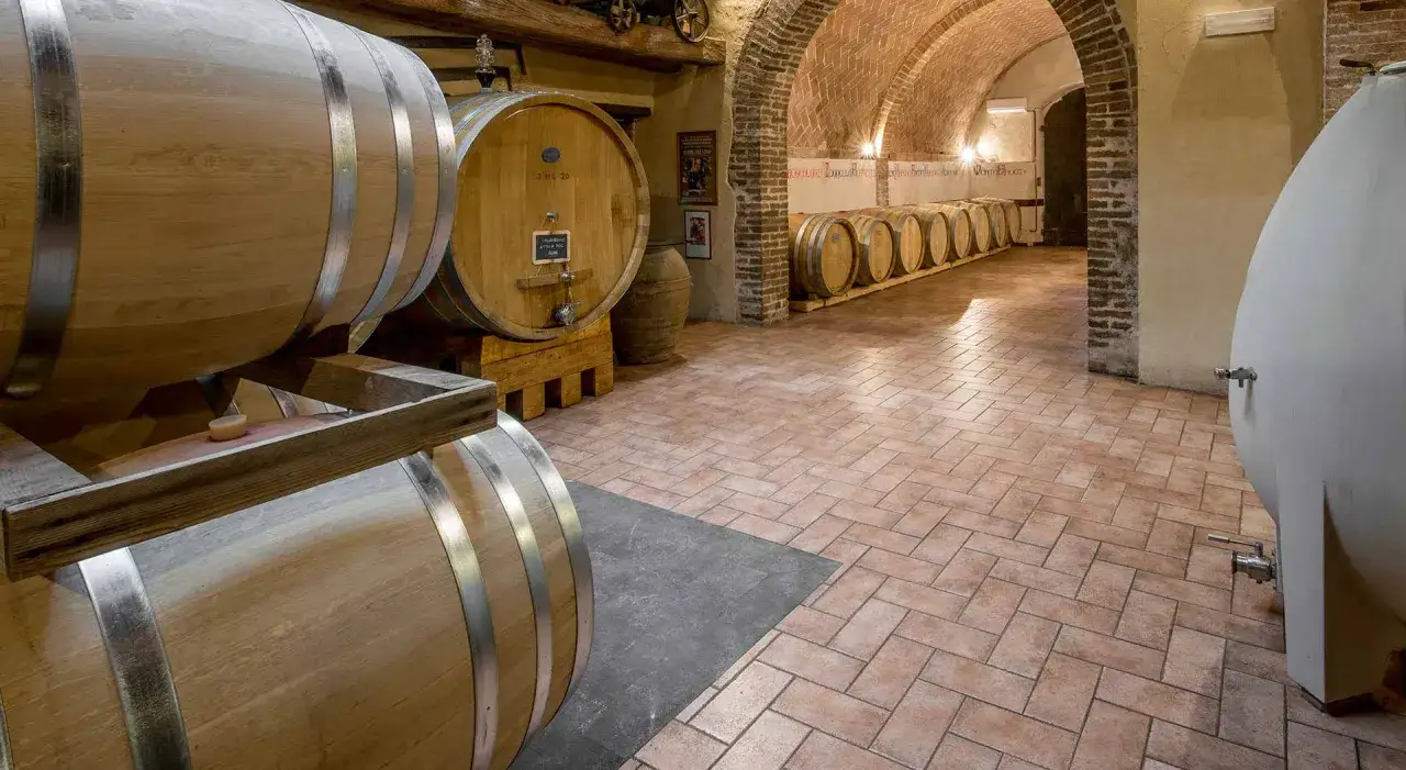 Cantine della fattoria del colle Trequanda con botti di legno e vasche d'acciaio.