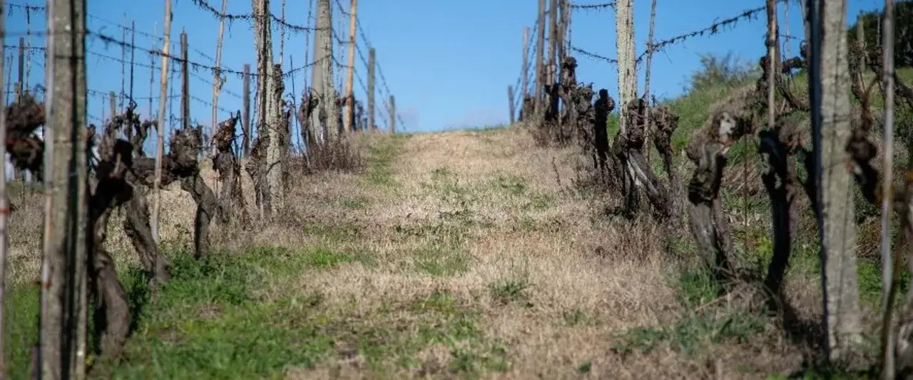 Vigneti spogli sotto un cielo azzurro, pronti per una degustazione vini a Pisa.
