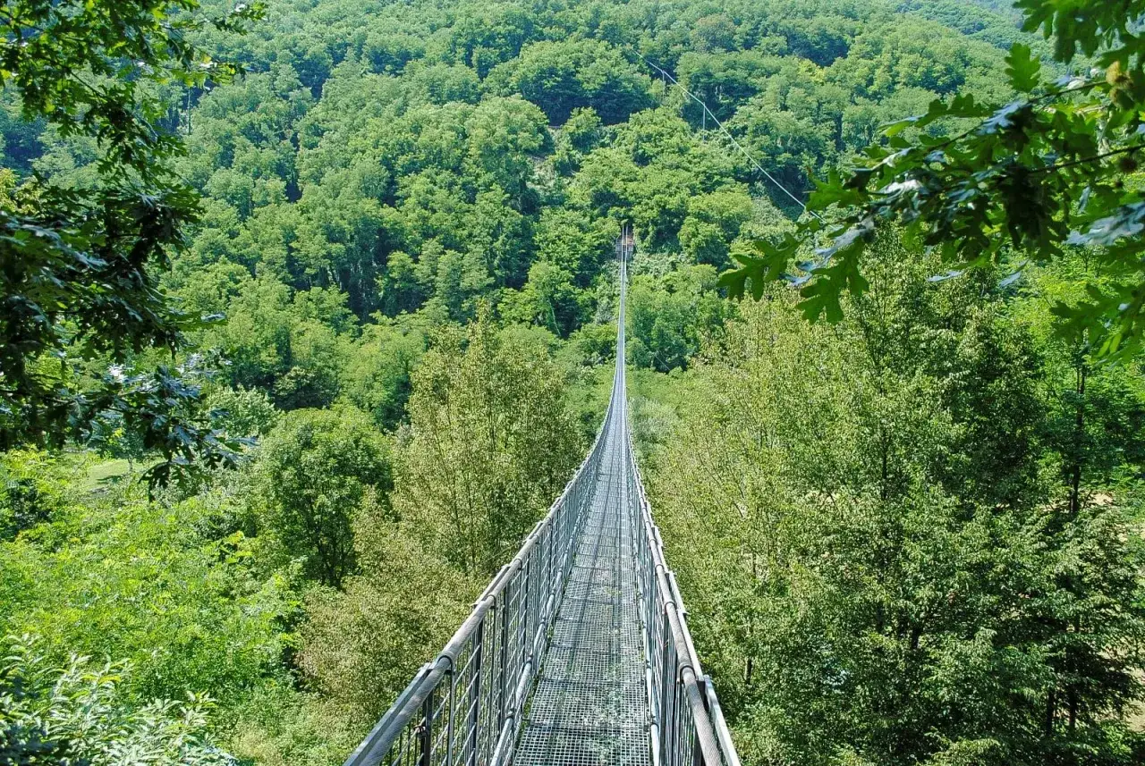 Il ponte sospeso di Castruccio attraversa una rigogliosa foresta verdeggiante, offrendo un'avventura tra gli alberi.