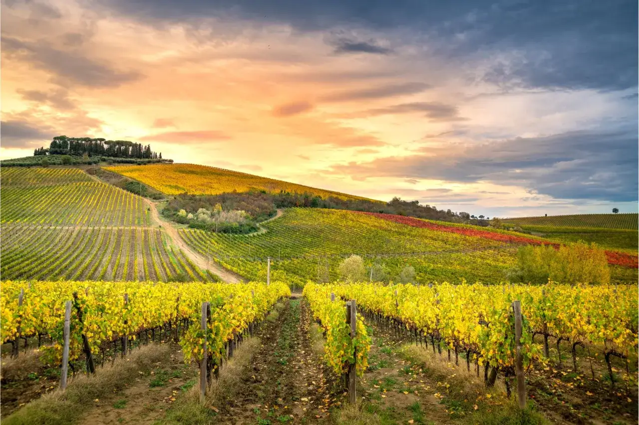 Colline toscane al tramonto, con filari di chianti vineyards dorati che si estendono a perdita d'occhio sotto un cielo drammatico.