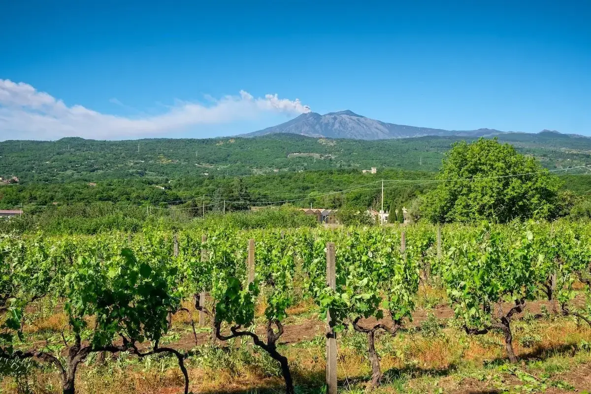 Vigneto di vitigno Aglianico con l'Etna fumante sullo sfondo.